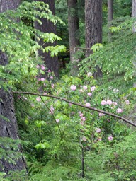 Feral Rhodies