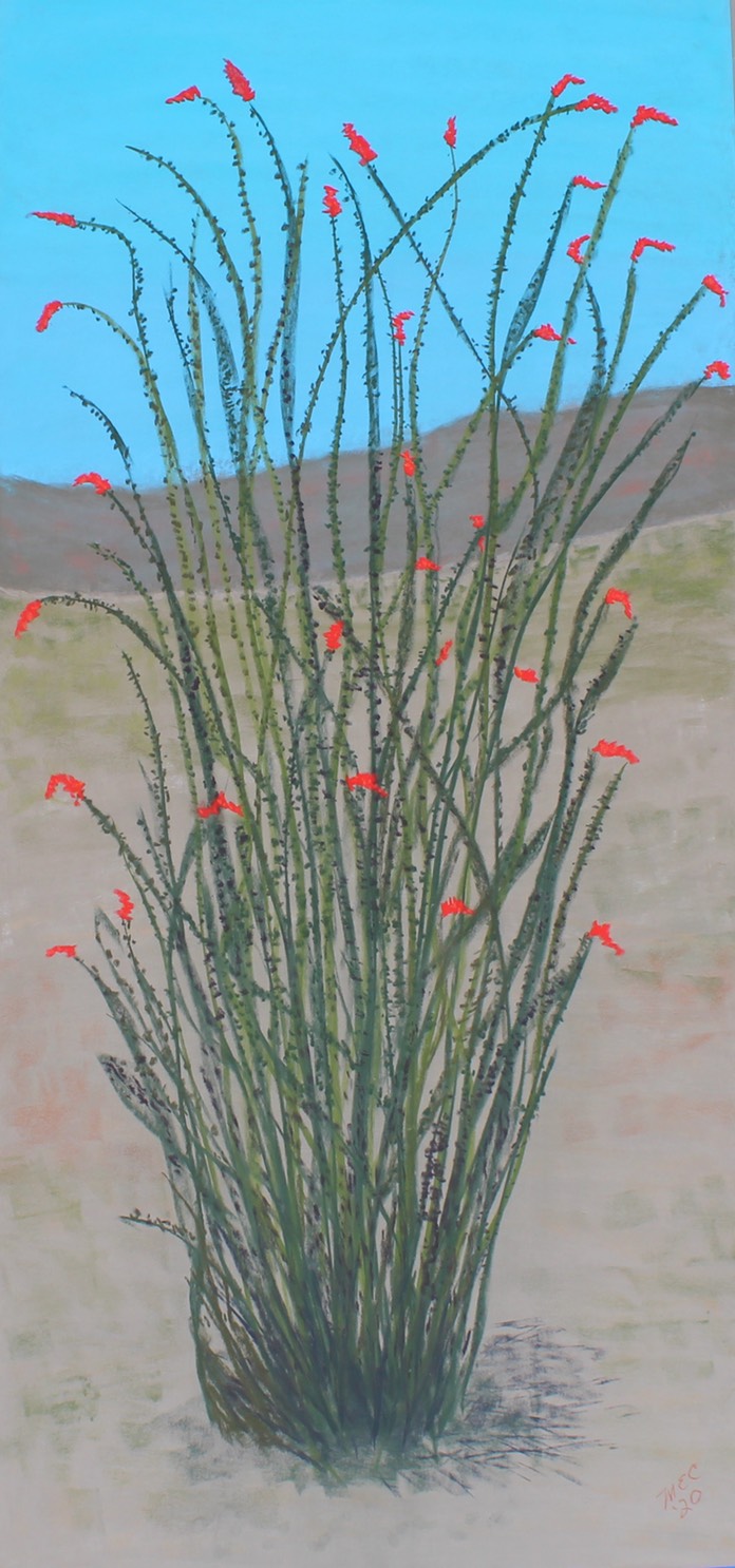 Ocotillo